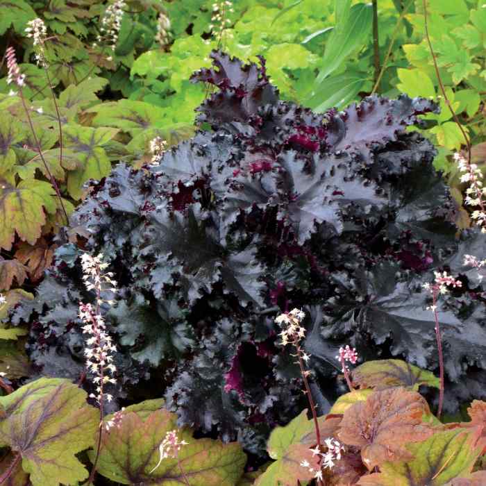 Heuchera "Black Taffeta" - Koralni zvončić "Black Taffeta"