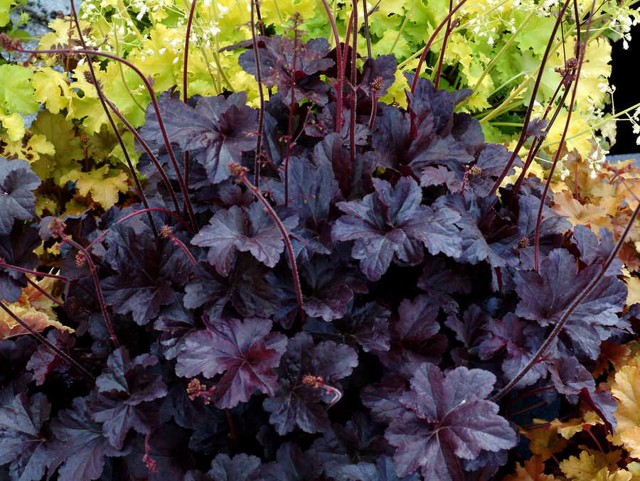 Heuchera ''Obsidian''