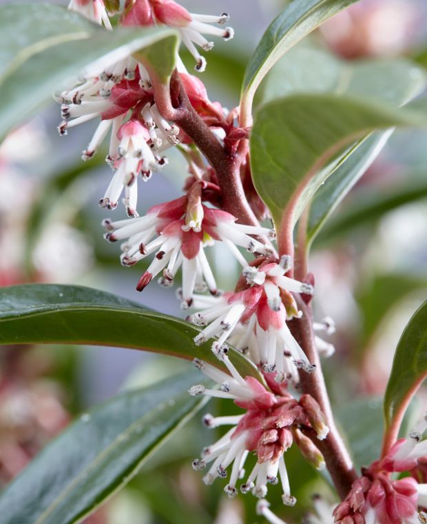 Sarcococca hookeriana ''Winter Gem''