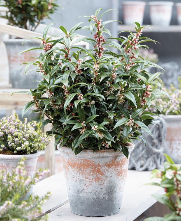 Sarcococca hookeriana ''Winter Gem''