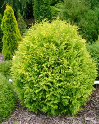 Thuja occidentalis "Globosa Aurea" - Tuja "Globosa Aurea"
