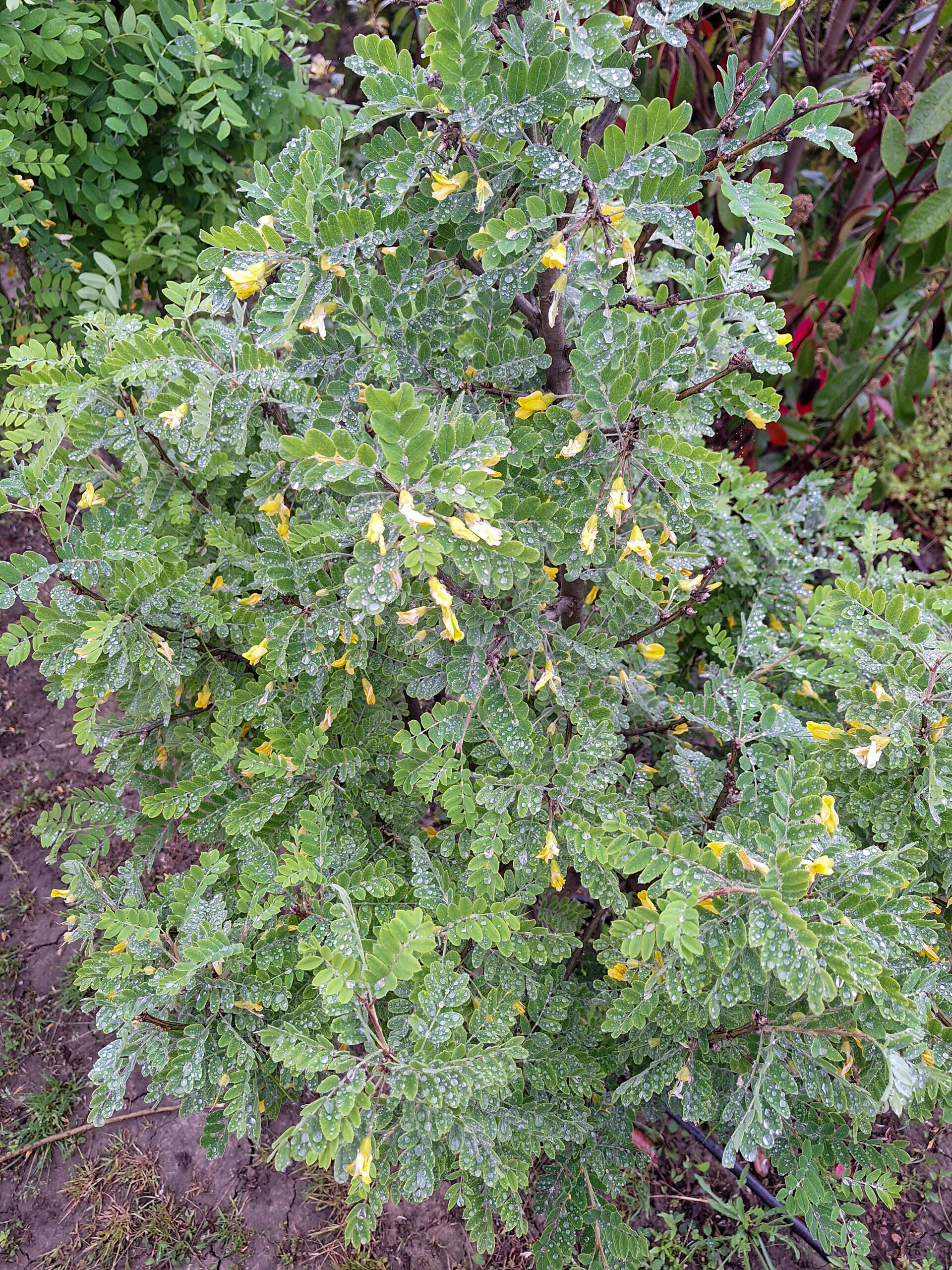Caragana arborescens