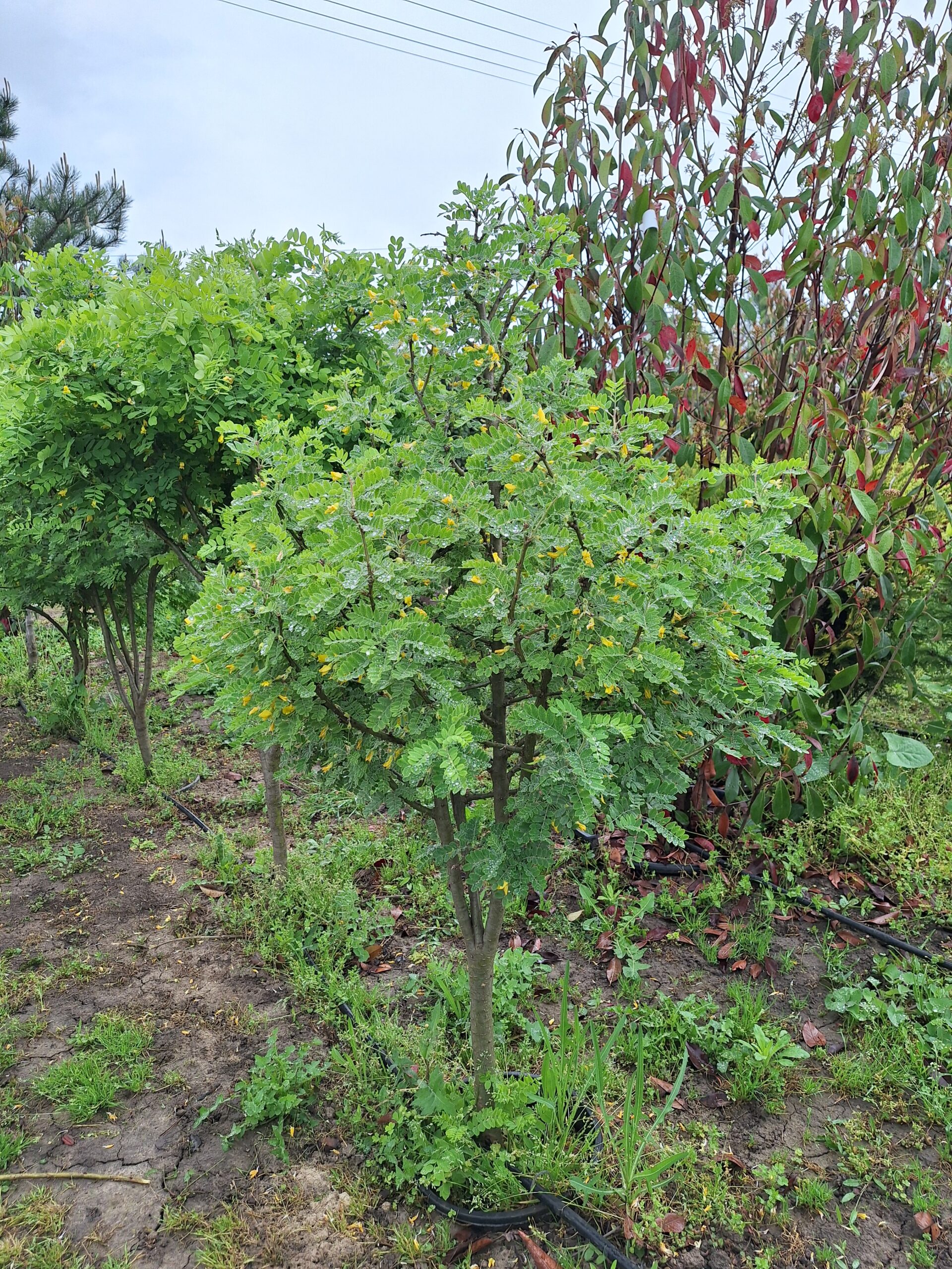 Caragana arborescens