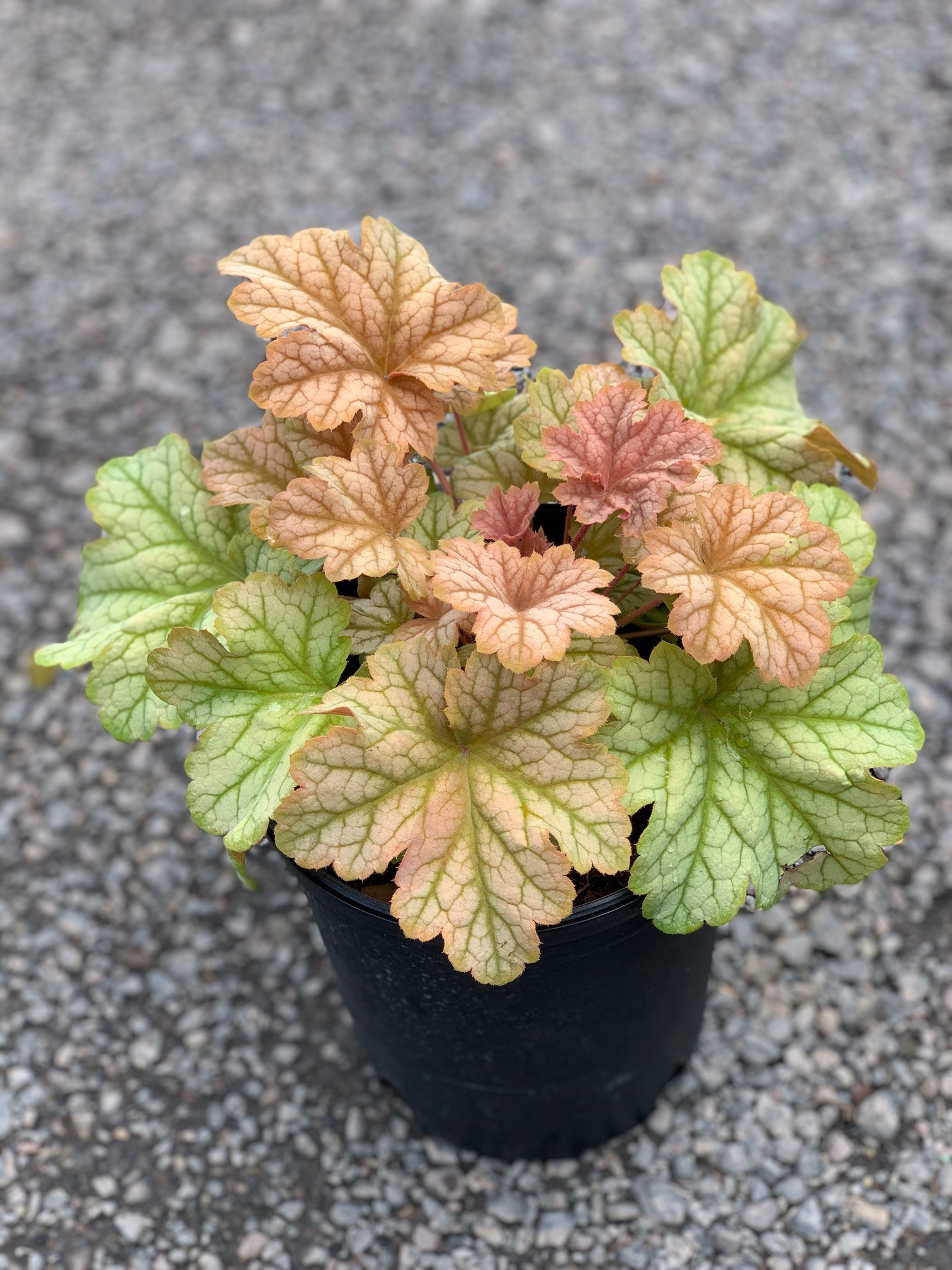 Heuchera ''Topaz Jazz''