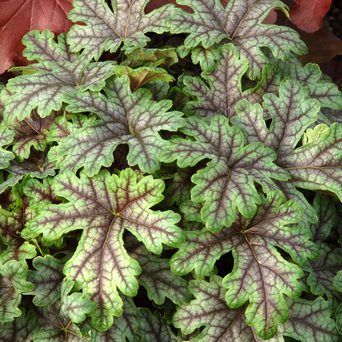 Heucherella ''Tapestry''