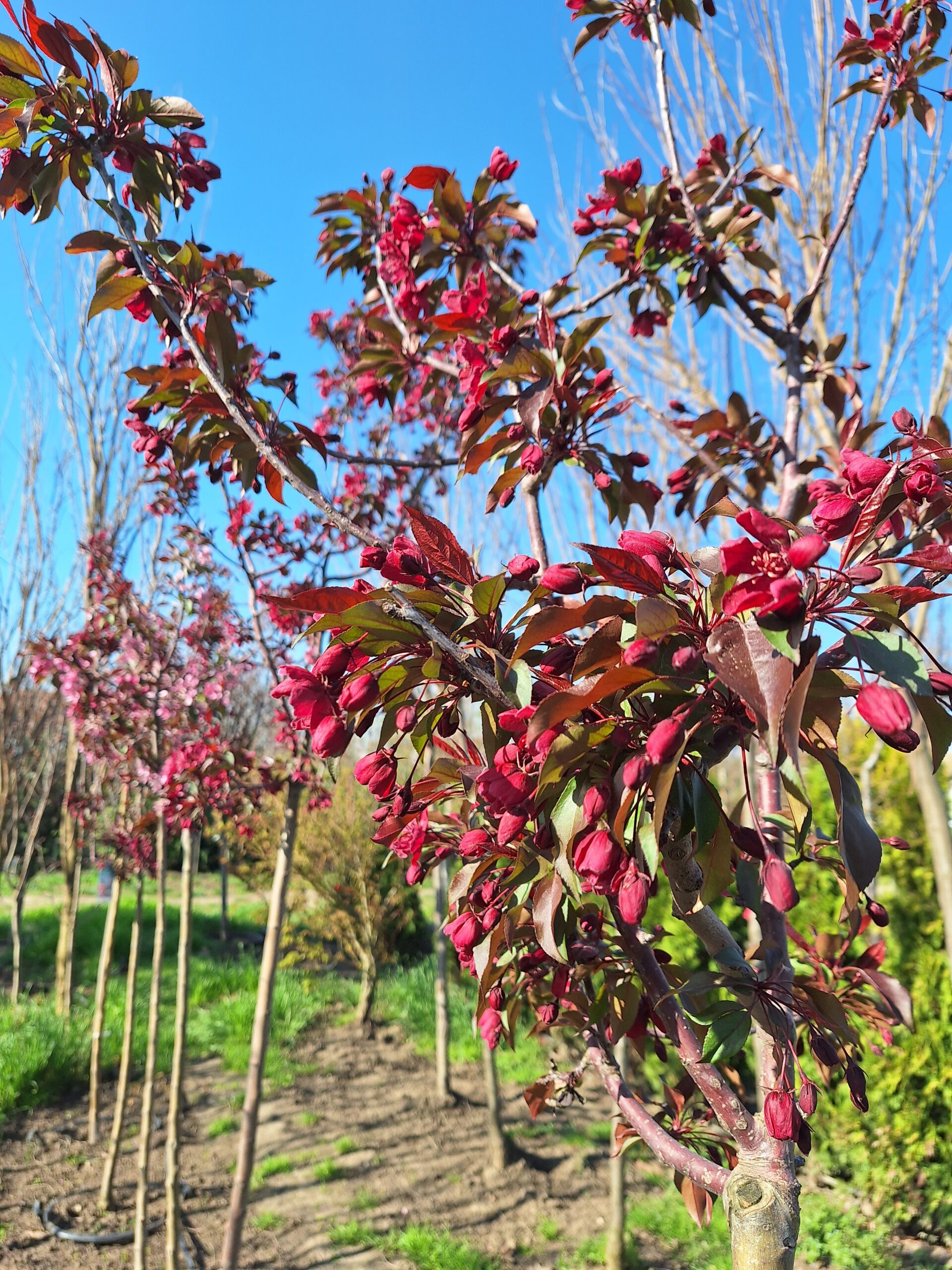 Malus purpurea ''Eleyi'' - Ukrasna jabuka