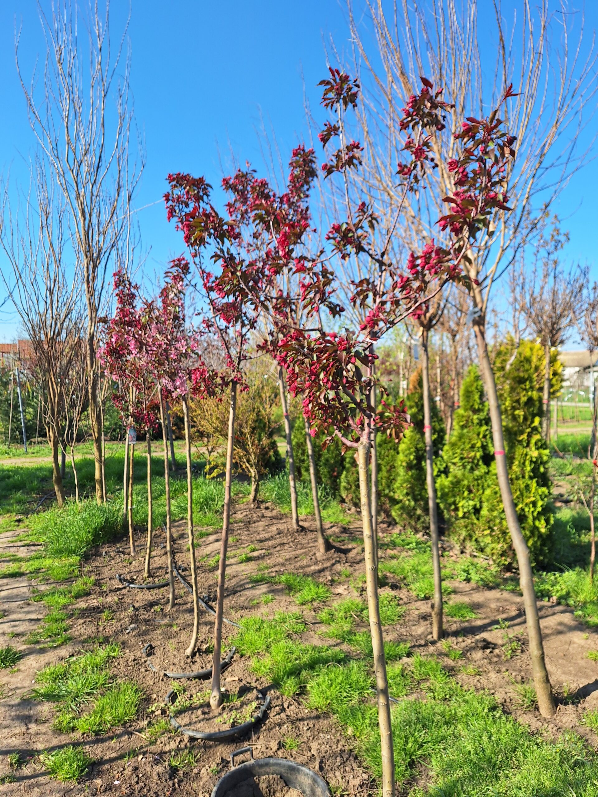 Malus purpurea ''Eleyi'' - Ukrasna jabuka