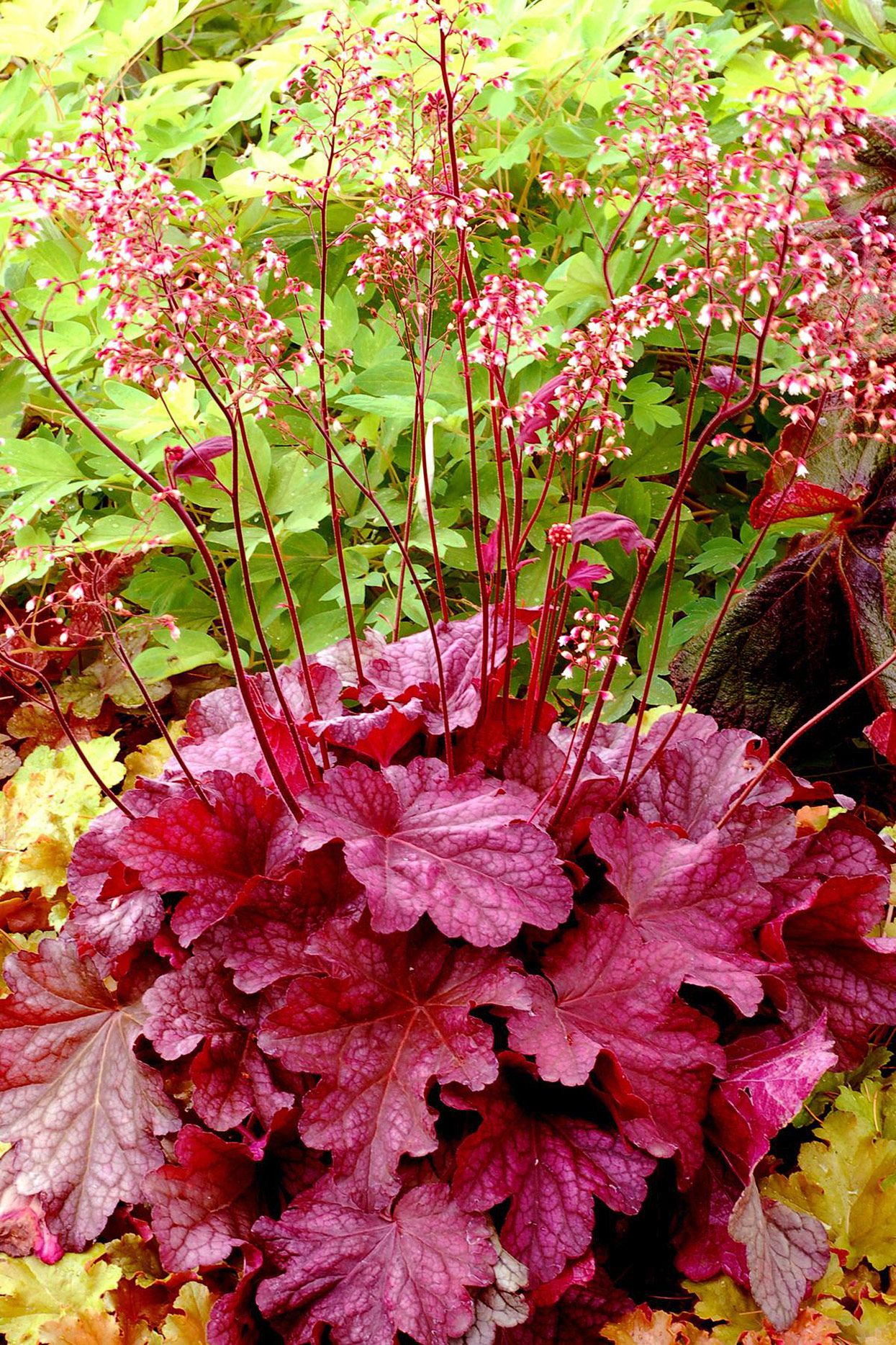 Heuchera ''Coral bells''