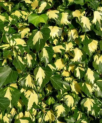 Hedera helix ''Gold heart'' - Bršljan ''Gold heart''