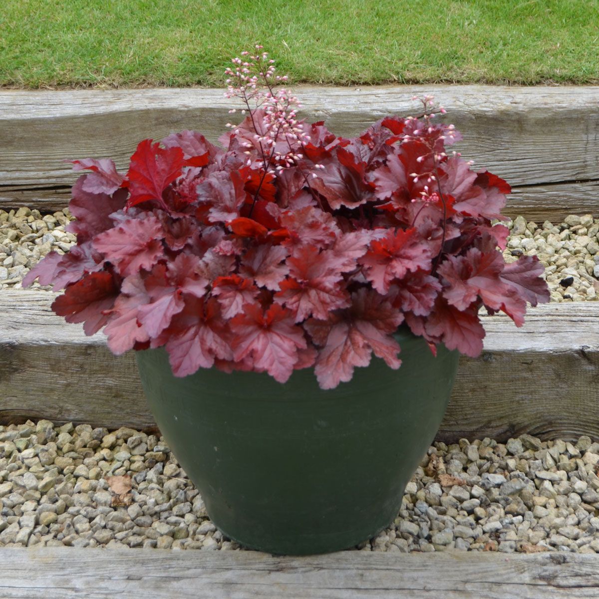 Heuchera ''Forever red''