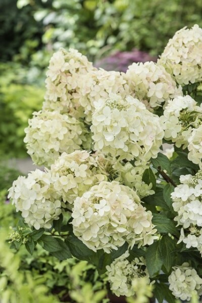 Hydrangea paniculata ''Coustar02'' - Drvenasta hortenzija