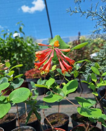 Lonicera × brownii ''Dropmore Scarlet'' - Orlovi nokti narandžasti