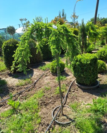 Larix kaempferi ''Stiff Weeper'' - Ariš padajuće forme - na štapu