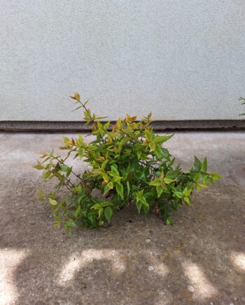 Abelia grandiflora ''Variegata'' - Abelija