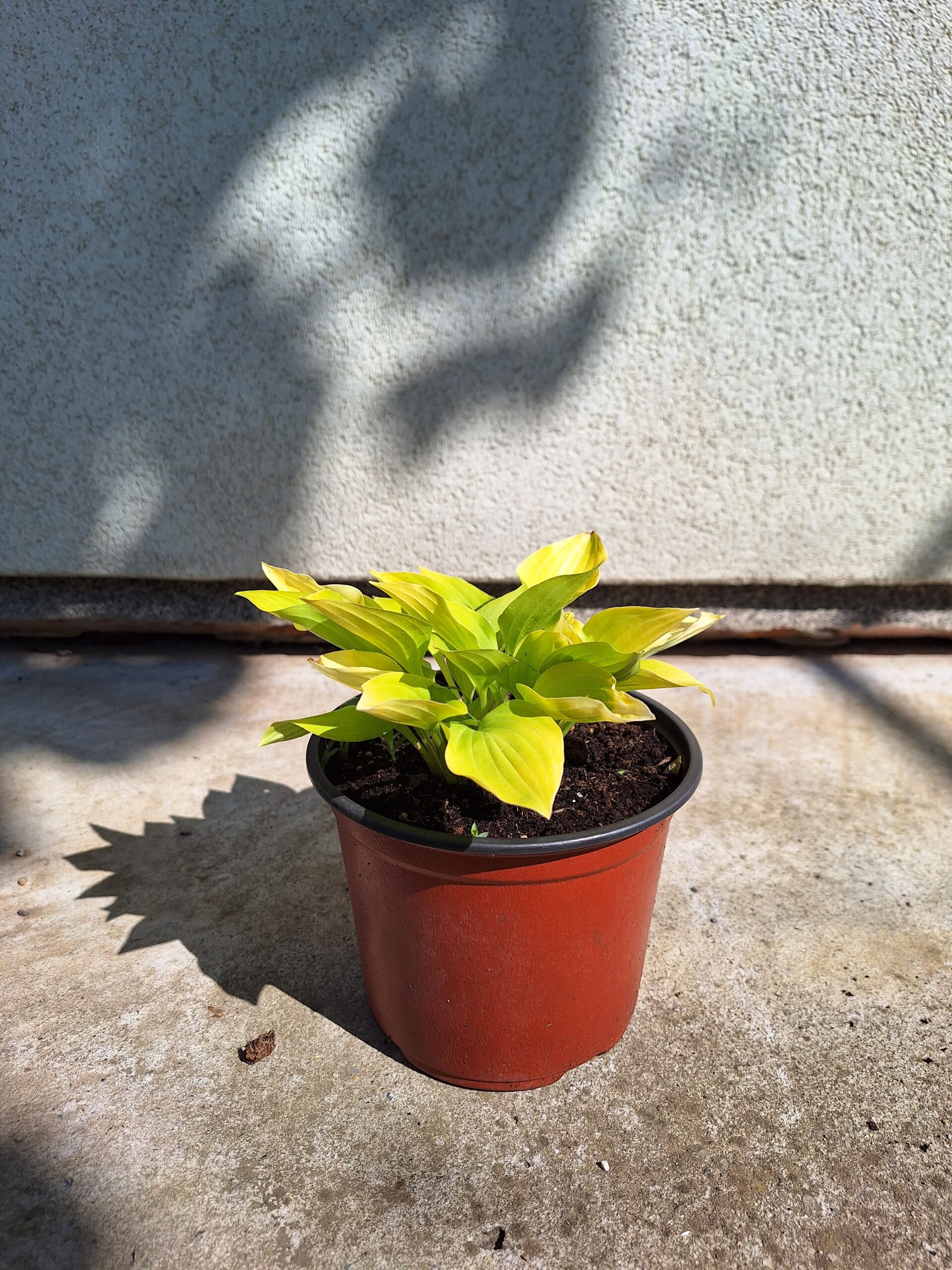 Hosta ''Lemon Lime''