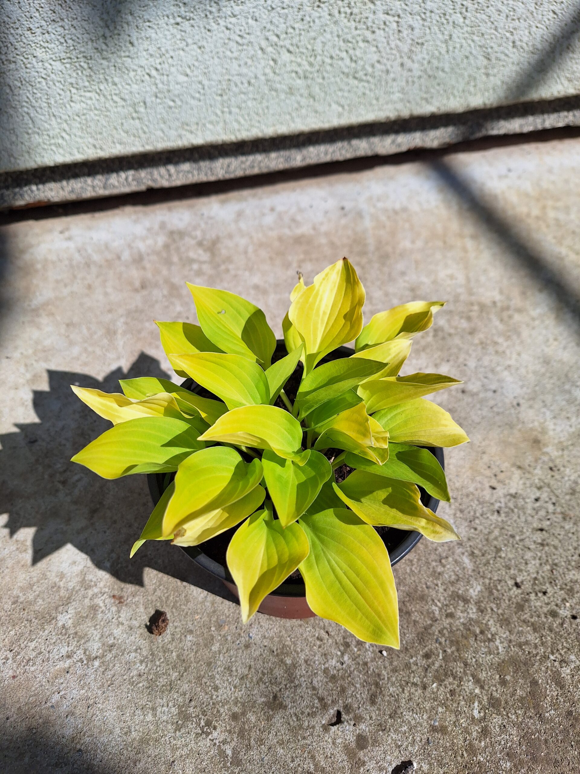 Hosta ''Lemon Lime''