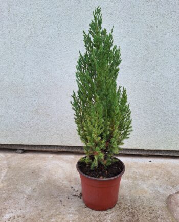 Juniperus chinensis ''Stricta'' – Uspravna kineska kleka ''Stricta'' 1,2 - 1,3m