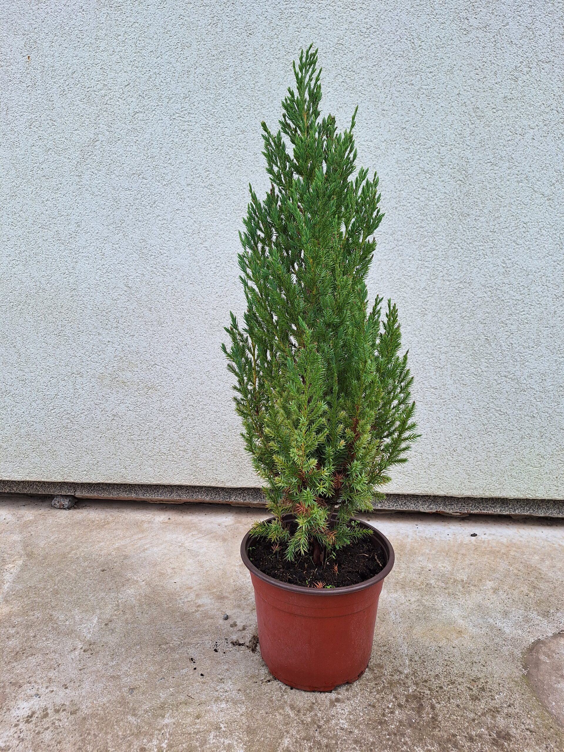 Juniperus chinensis ''Stricta'' – Uspravna kineska kleka ''Stricta''