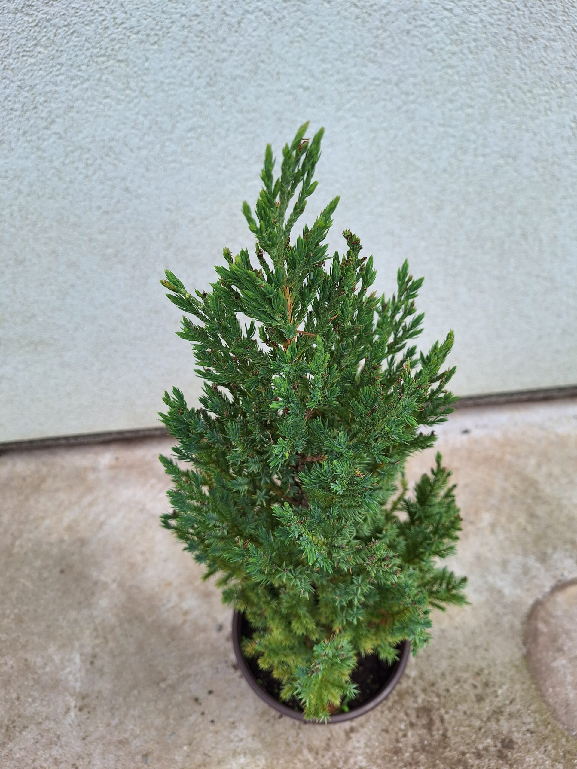 Juniperus chinensis ''Stricta'' – Uspravna kineska kleka ''Stricta''