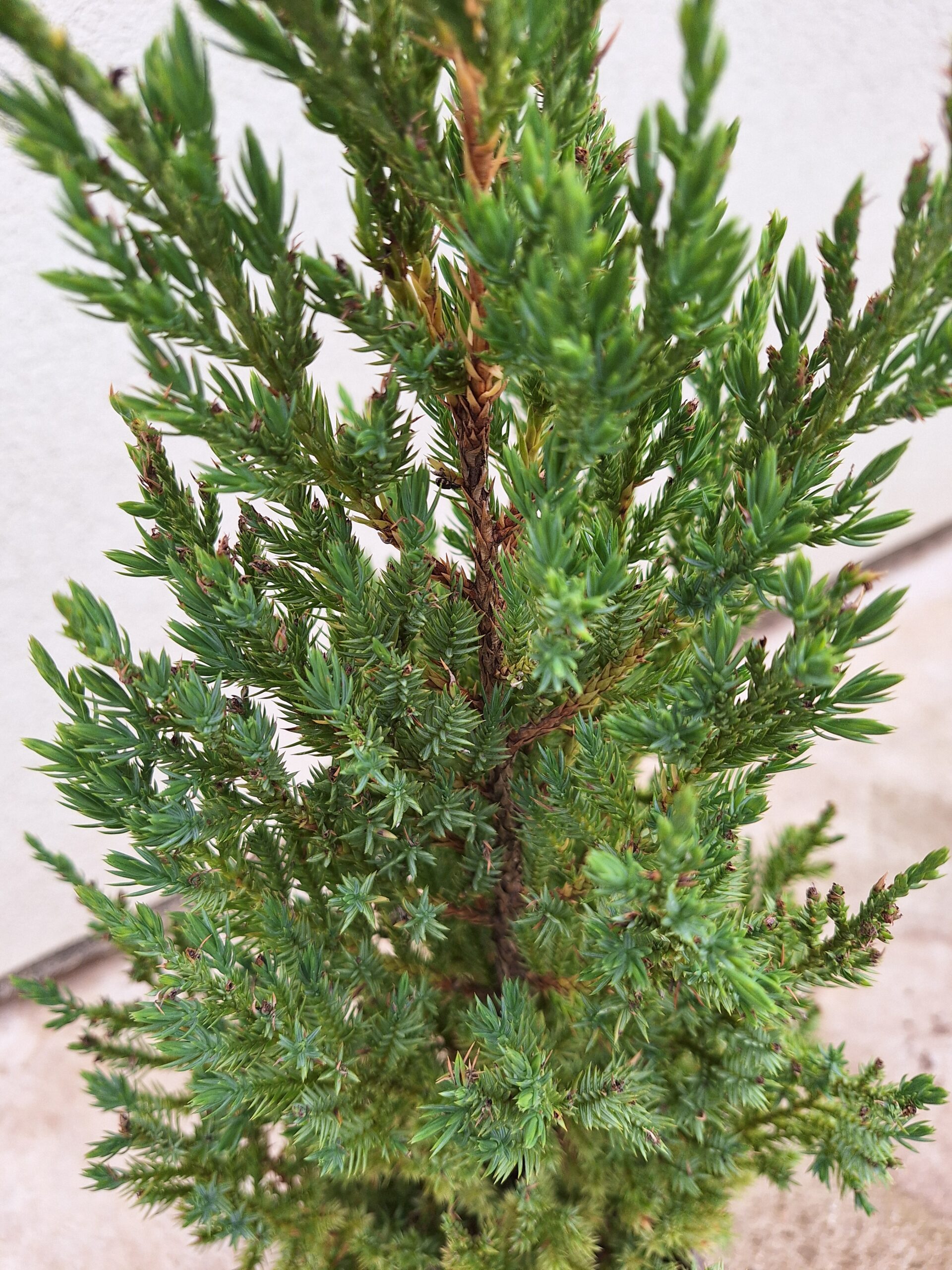 Juniperus chinensis ''Stricta'' – Uspravna kineska kleka ''Stricta''