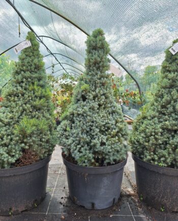 Picea glauca ''Sanders Blue'' – Kanadska smrča ''Sanders Blue''