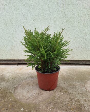Thuja occidentalis "Mr. Bowling Ball" - Loptasta tuja "Mr. Bowling Ball"