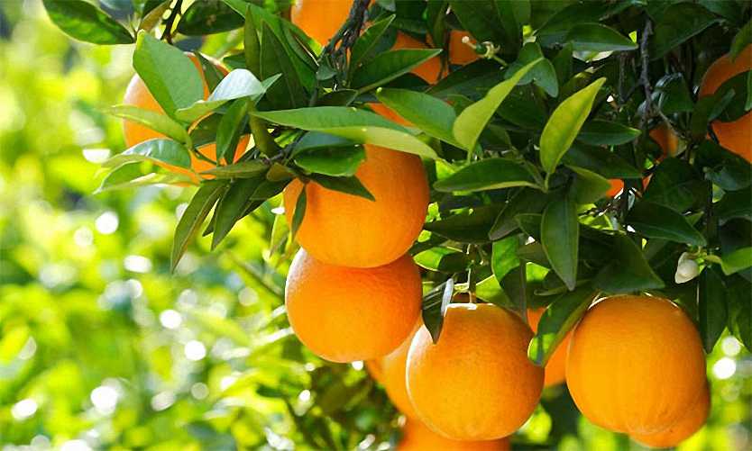 Citrus x clementine - klementina