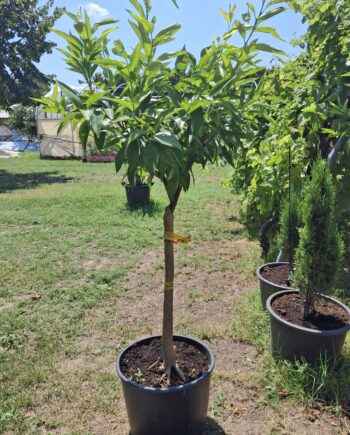 Citrus x clementine - klementina