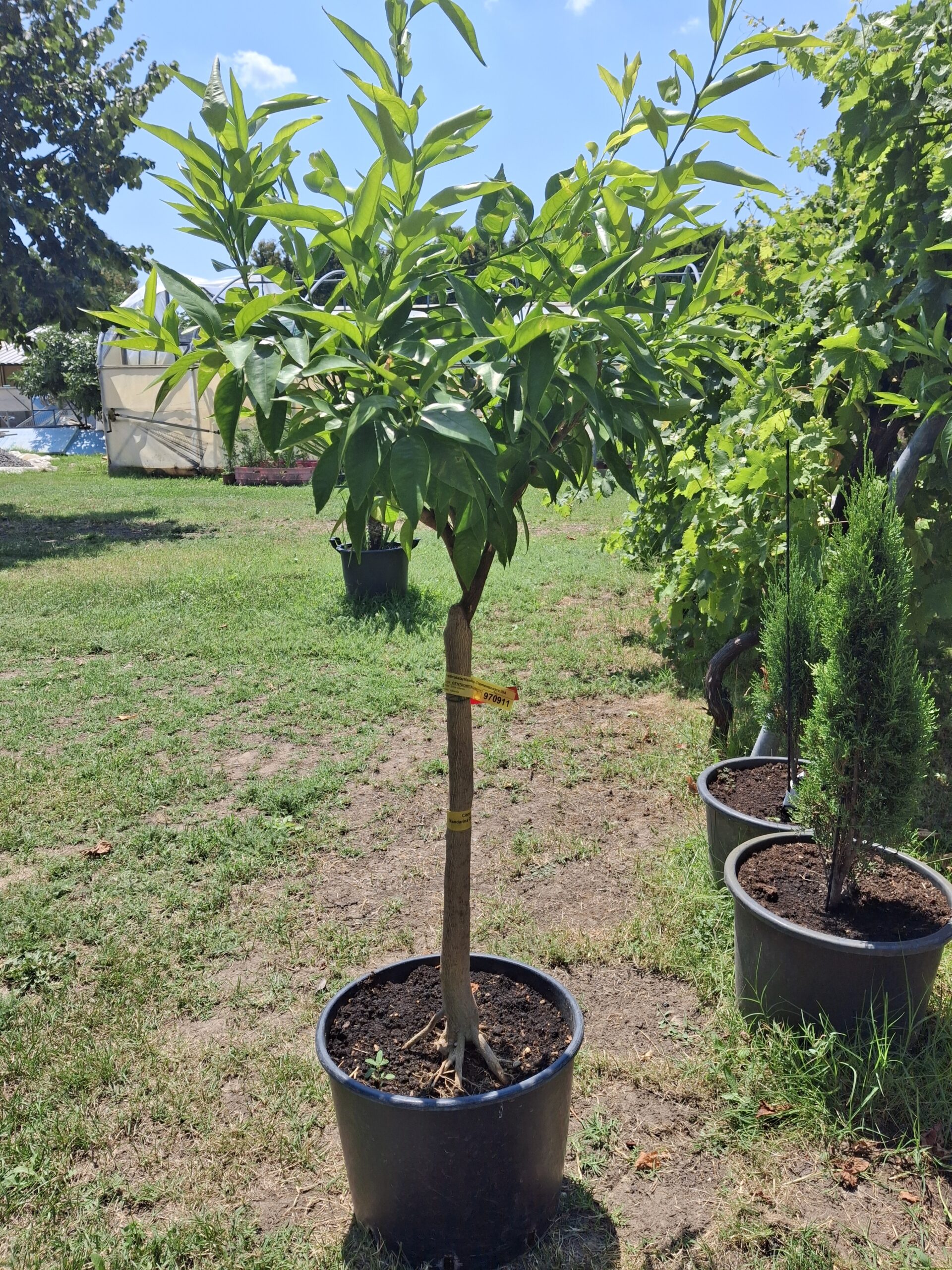 Citrus x clementine - klementina