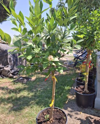 Citrus x limon - limun