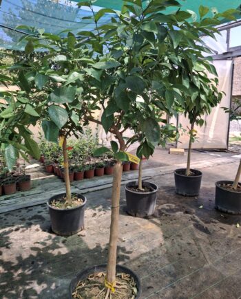 Citrus x sinensis - narandža