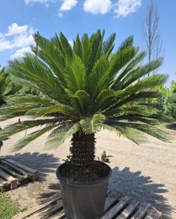 Cycas revoluta - cikas (sago) palma
