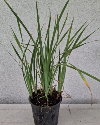 Iris spp. - Perunika