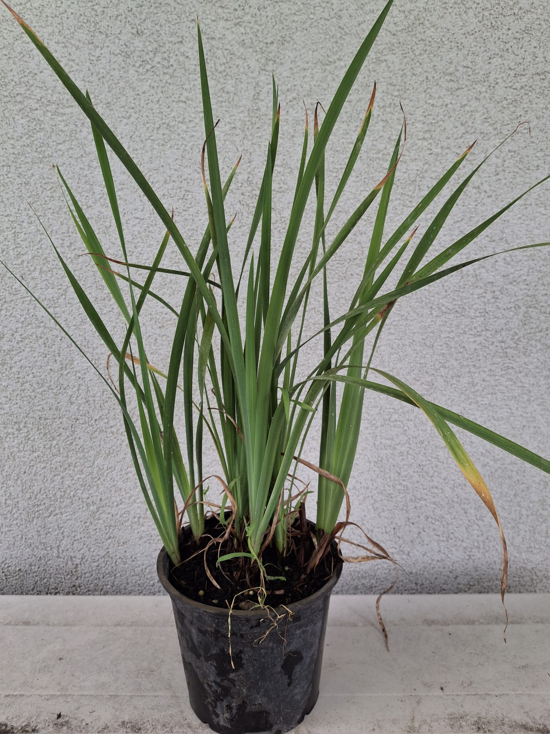 Iris spp. - Perunika