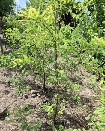 Metasequoia Glyptostroboides - metasekvoja