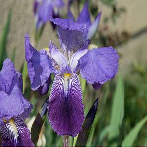 Iris spp. - Perunika