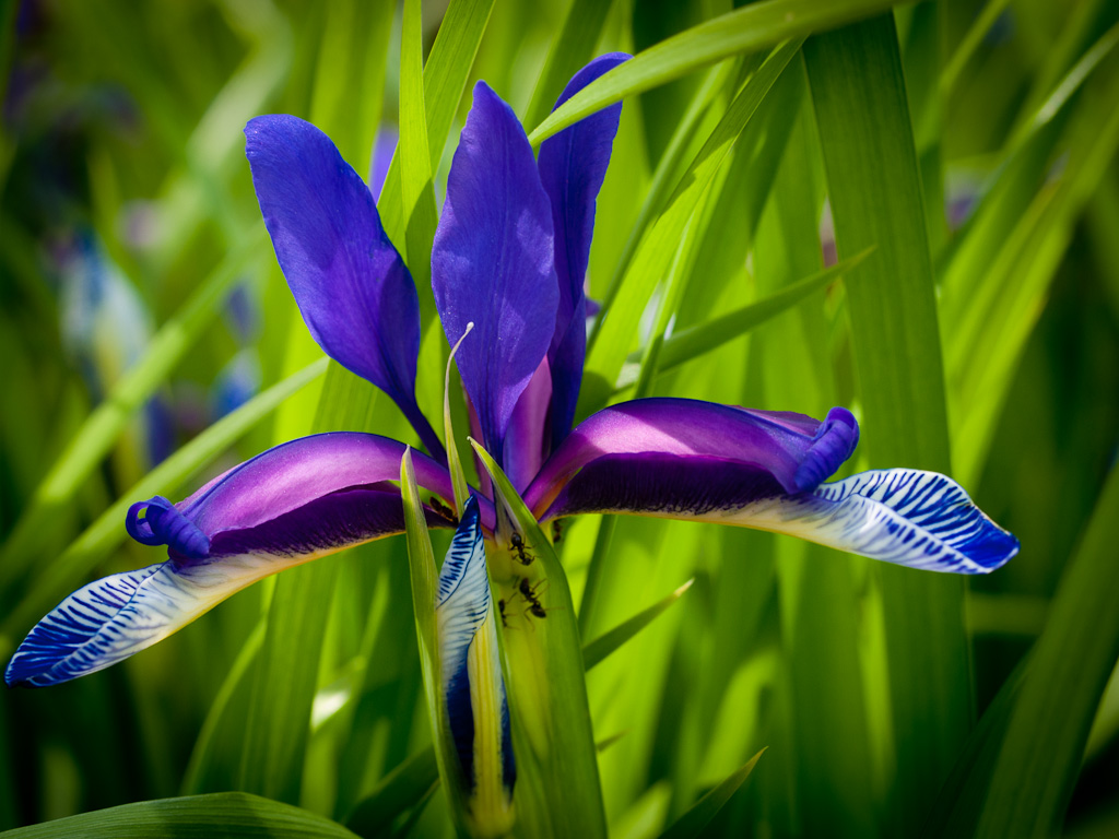 Iris spp. - Perunika