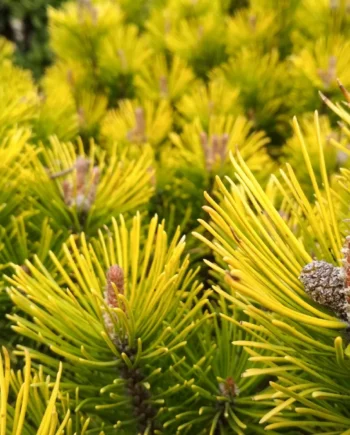 Pinus mugo "Winter Gold" - bor krivulj "Winter gold"