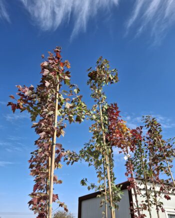 Acer rubrum "October glory" - Crveni javor "October glory"