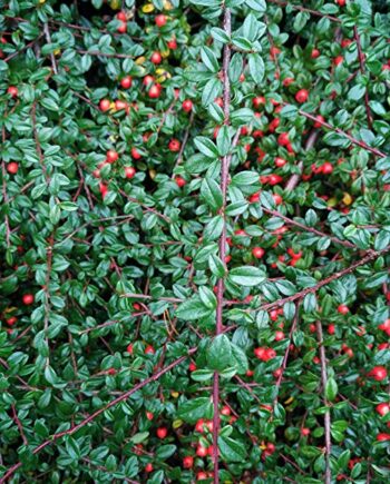 Cotoneaster hybridbella - polegla dunjarica