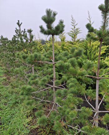 Pinus sylvestris - beli bor 1,5-1,8 m