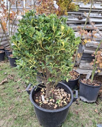 Euonymus japonicus Ball - kuglasta japanska kurika