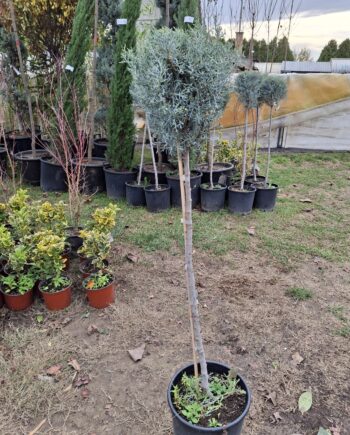 Cupressus arizonica Greene. – Arizonski čempres - topijarna forma kugla