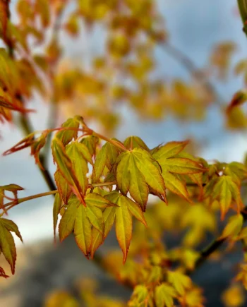 Acer palmatum ''Katsura'' - japanski javor ''Katsura''