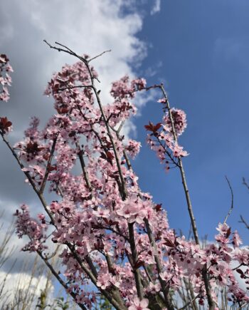 Prunus cerasifera "Pissardii Nigra" – Tamno crvenolisna šljiva "Pissardii Nigra"