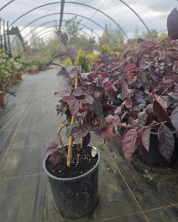 Loropetalum chinese - kineska resa 1 m