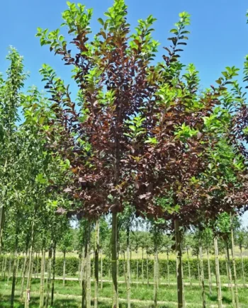 Prunus virginiana "Shubert" - Kanadska crvenolisna divlja trešnja